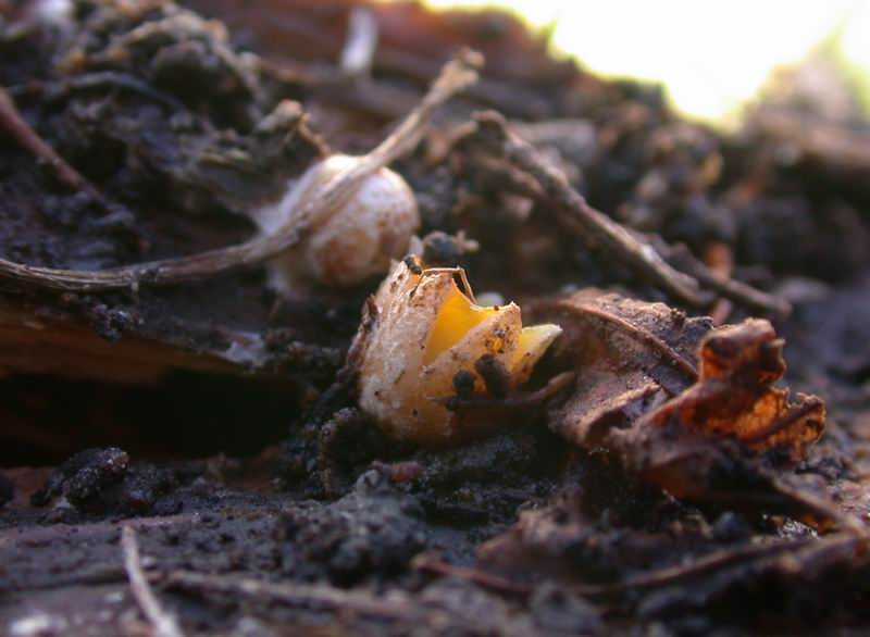 Sphaerobolus stellatus